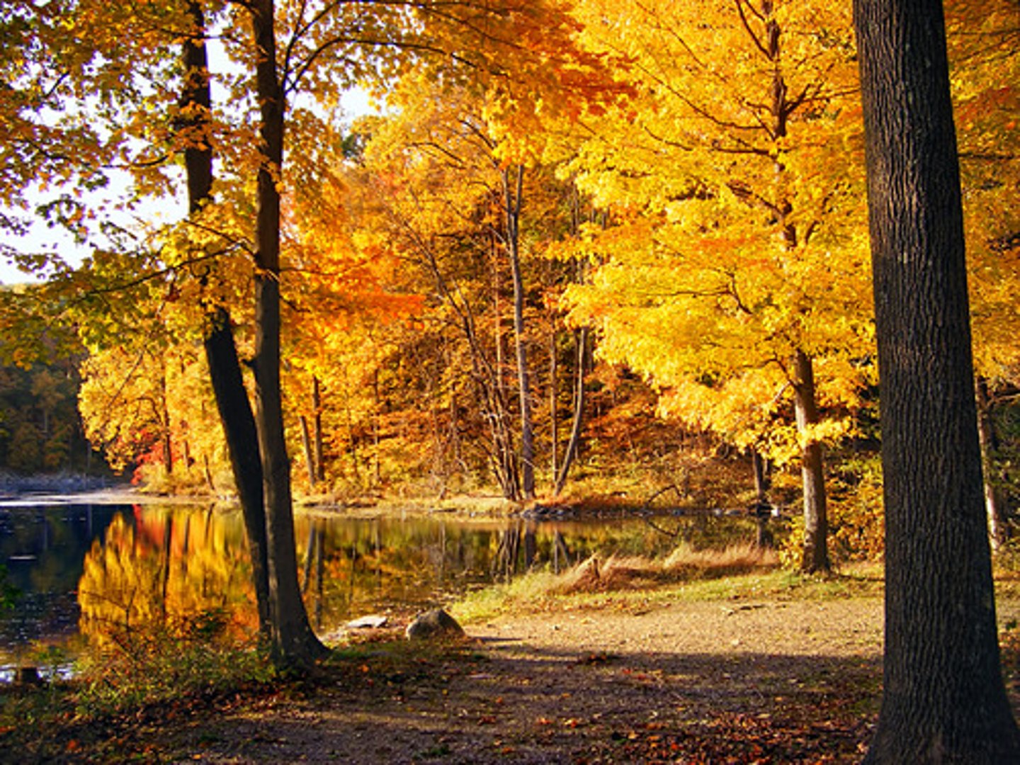 <p>-mid latitudes,with enough moisture to support trees.</p><p>-deciduous trees drop their leaves in the winter</p>