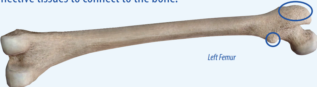 <p>A large projection on the side of the bone that allows connective tissues to connect to the bone.</p>