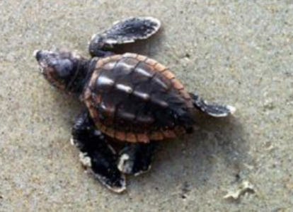 <p>what reptile is this </p>