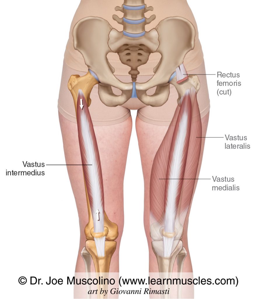 <p>Vastus Intermedius</p>