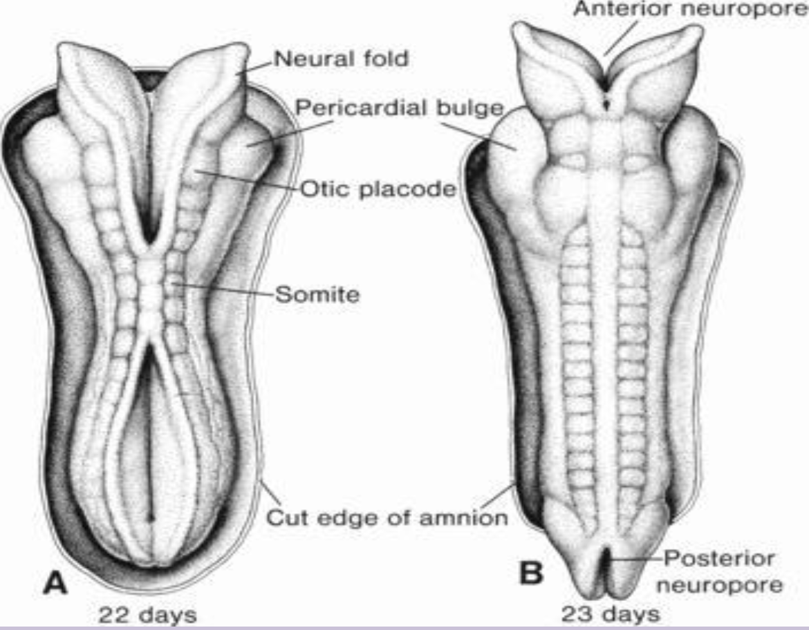 <p>Somite</p>