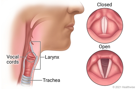 <p>Vocal cords</p>