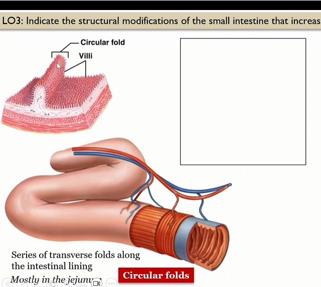 <p>series of transverse folds along the intestinal lining, mosty in jejunum</p>