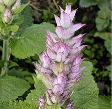 <p>salvia sclarea</p>