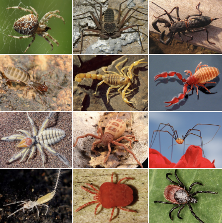 <p>Class Arachnida (Under Subphylum Chelicerata)</p>