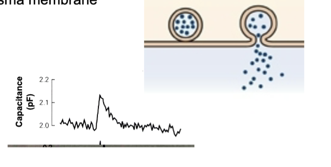 NT release will cause a brief increase in capacitance of the nerve terminal when it fuses because the surface area of the nerve terminal will increase slightly. Capacitance is directly proportional to surface area, so as surface area increases, so does capacitance.
