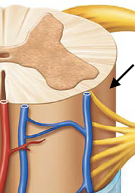 <p>The orange outer layer</p>