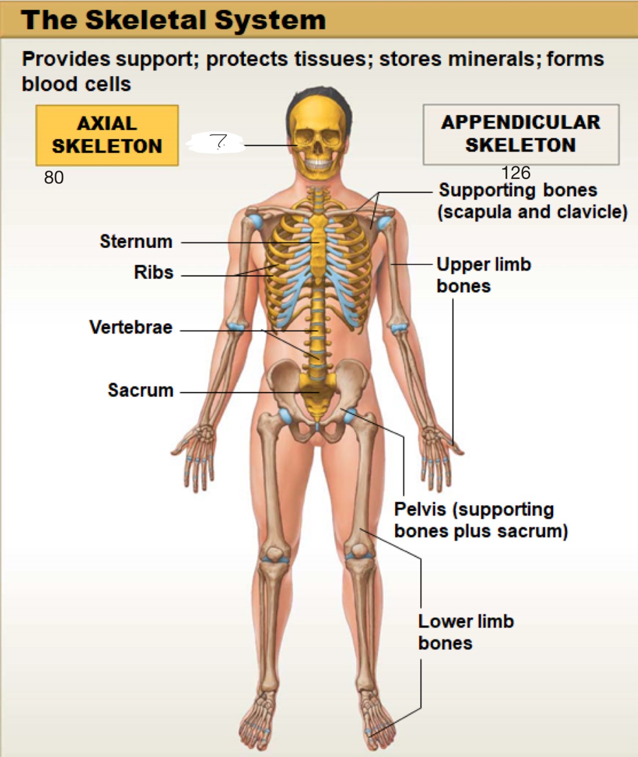 <p>axial skeleton</p>