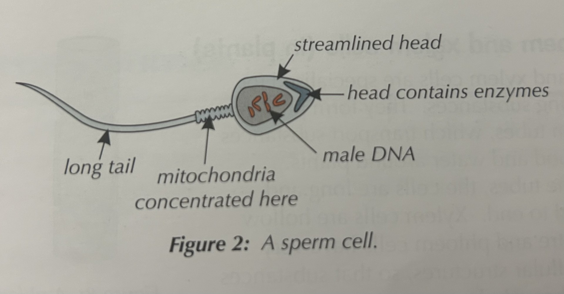 <p><mark data-color="#00deff" style="background-color: rgb(0, 222, 255); color: inherit;">Structure:</mark></p><ul><li><p>Long tail (flagellum), for swimming to the egg</p></li><li><p>Lots of mitrochondria, to produce energy for movement</p></li><li><p>Head with enzymes, to break into the egg</p></li></ul><p></p><p><mark data-color="#c4f1ff" style="background-color: rgb(196, 241, 255); color: inherit;">Function:</mark></p><ul><li><p>Reaches + fertilises the egg</p></li></ul><p></p>