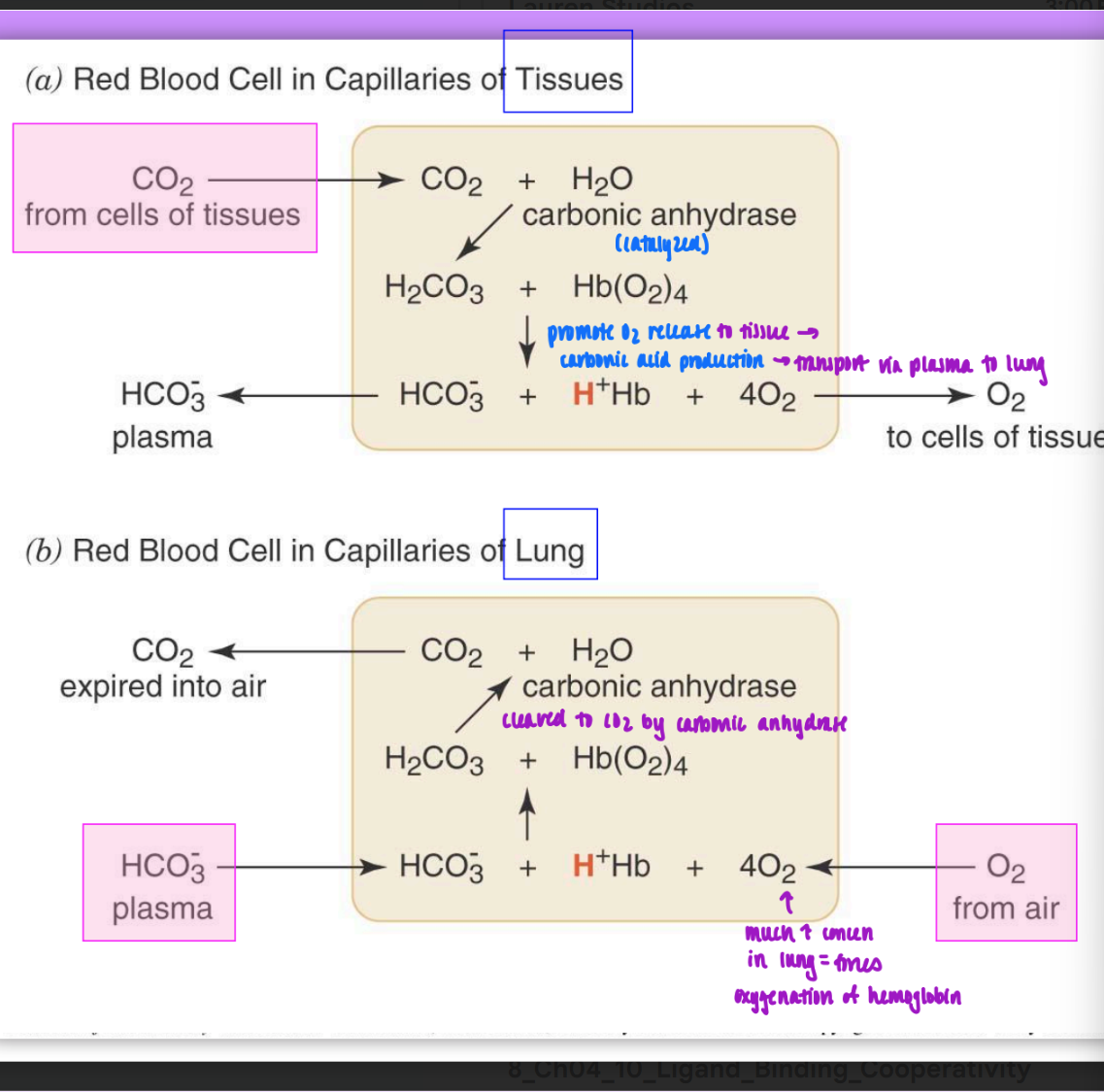 <ul><li><p>in tissues:</p><ul><li><p>CO2 enters from cells of tissues</p></li><li><p> carbonic anhydrase catalyzes carbamate production and bound hemoglobin</p></li><li><p>promotes O2 release to tissue &amp; carbonic acid production → transport via plasma to lungs</p></li></ul></li><li><p>in lungs</p><ul><li><p>HCO3- from plasma &amp; O2 from air enters lungs&nbsp;</p></li><li><p>high concen of O2 in lungs forces oxygenation of Hb</p></li><li><p>HCO3- cleaved by carbonic anhydrase to become CO2</p></li></ul></li></ul><p></p>