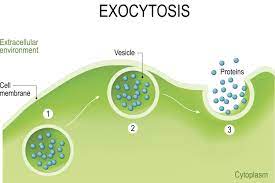<p>-active transport/bulk transport of molecules out of cell</p><p>-vesicles moves towards cell surface membrane along cytoskeleton (requires energy), fuses with membrane and the content of the vesicle is released outside of cell</p><p>-<span style="color: red">requires energy from ATP for vesicle to move along cytoskeleton</span></p>