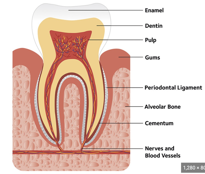 <p>enamel (hard, protects tooth), dentin (calcified connective tissue), pulp cavity (has blood vessels + nerves), gingivae/gum (seal arnd tooth), cementum (covers dentin in root)</p>