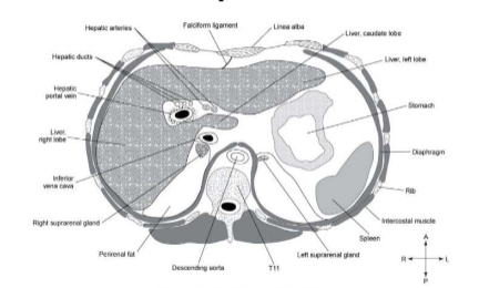<ul><li><p>Hilum of liver where different structures enter/exit</p></li><li><p>On posterior inferior surface of organ</p></li></ul><p></p>