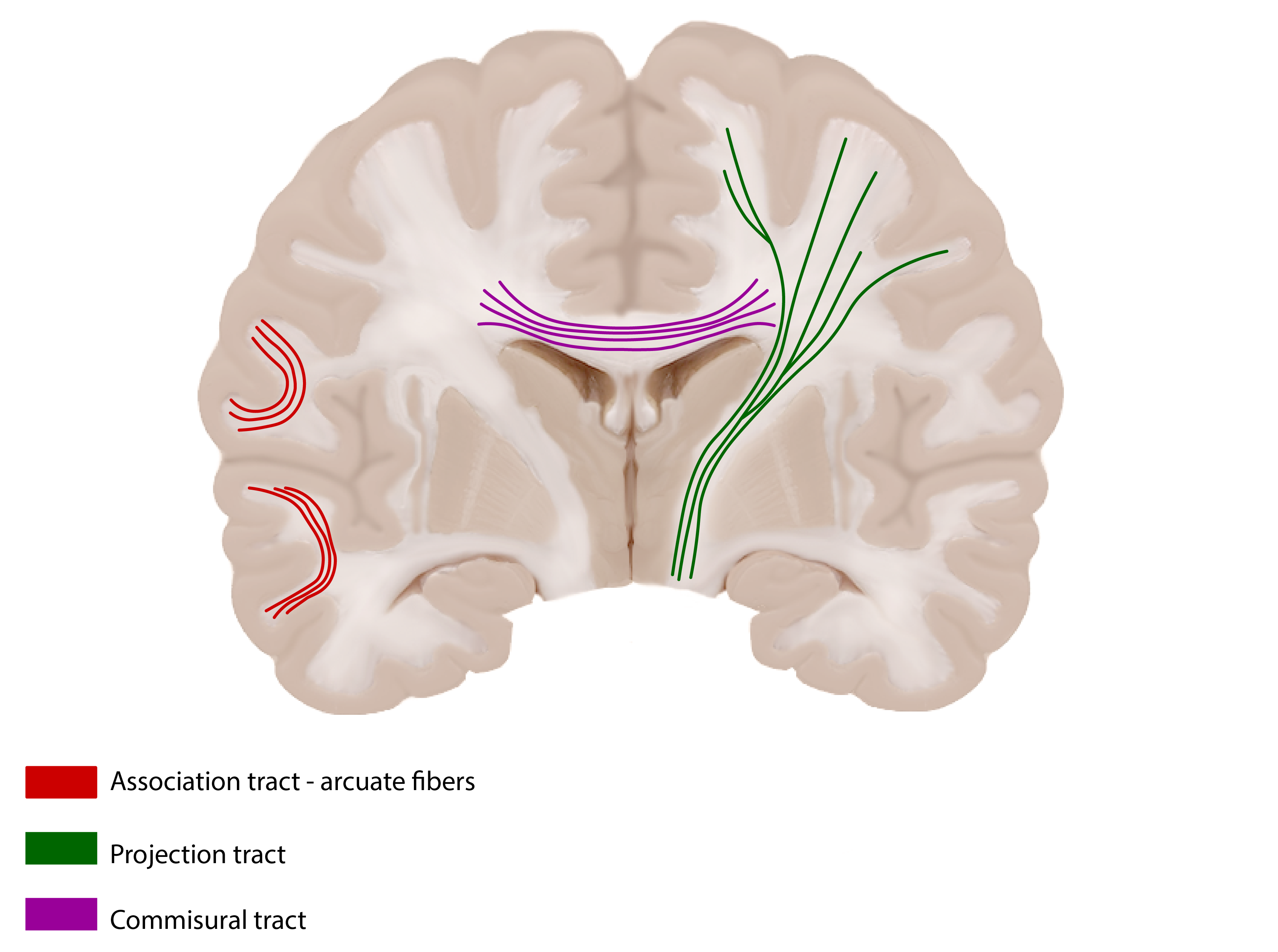 <ul><li><p>Association tracts: a nerve connects 1 gyri to another gyri in the same hemisphere</p></li><li><p>Commissural tracts: nerves connect the right hemisphere to the left hemisphere</p></li><li><p>Projection tracts: nerves connect the cerebrum to some other place throughout the brain or spinal cord. </p></li></ul><p></p>