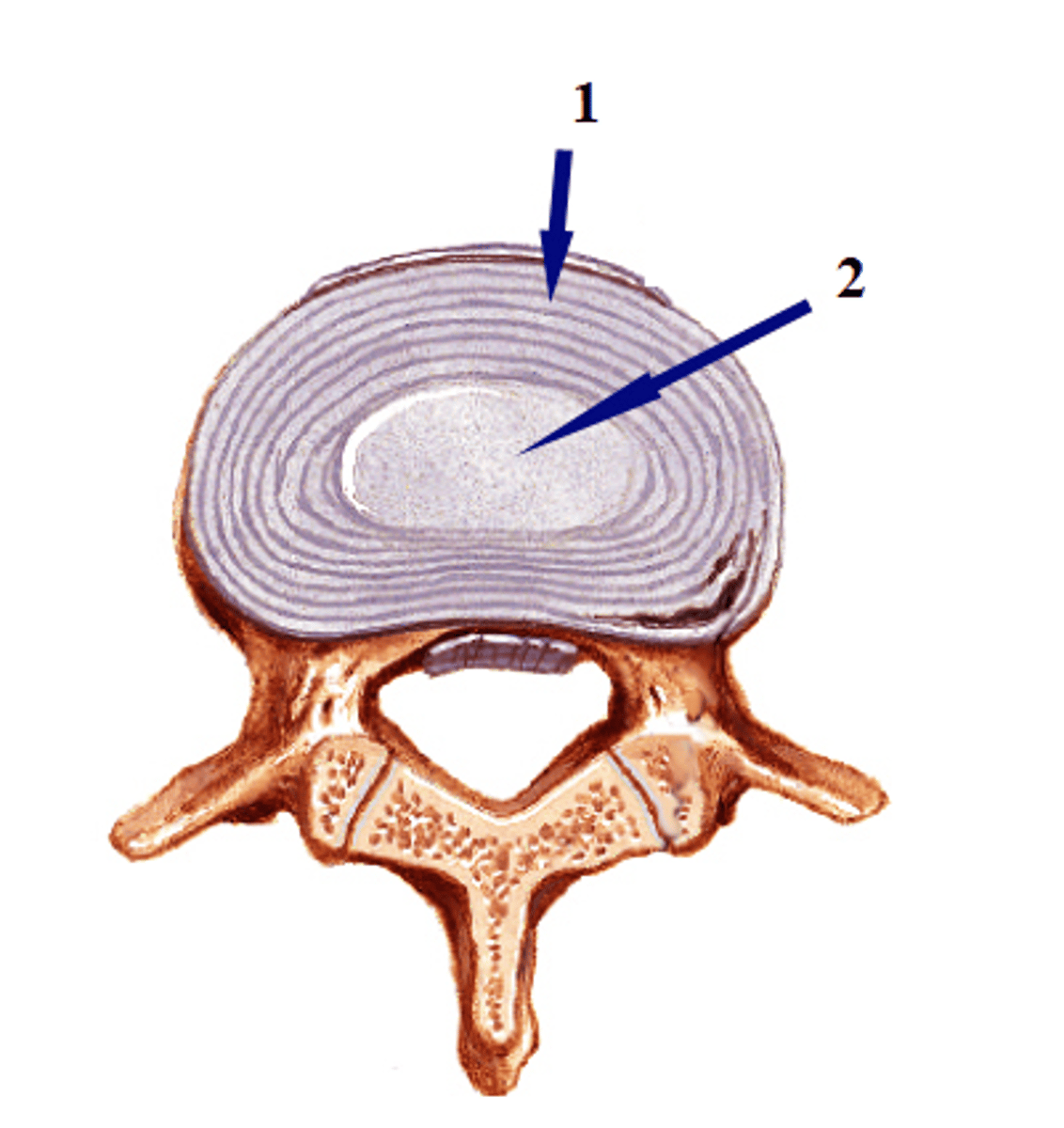 <p>1) annulus</p><p>2) nucleus</p>