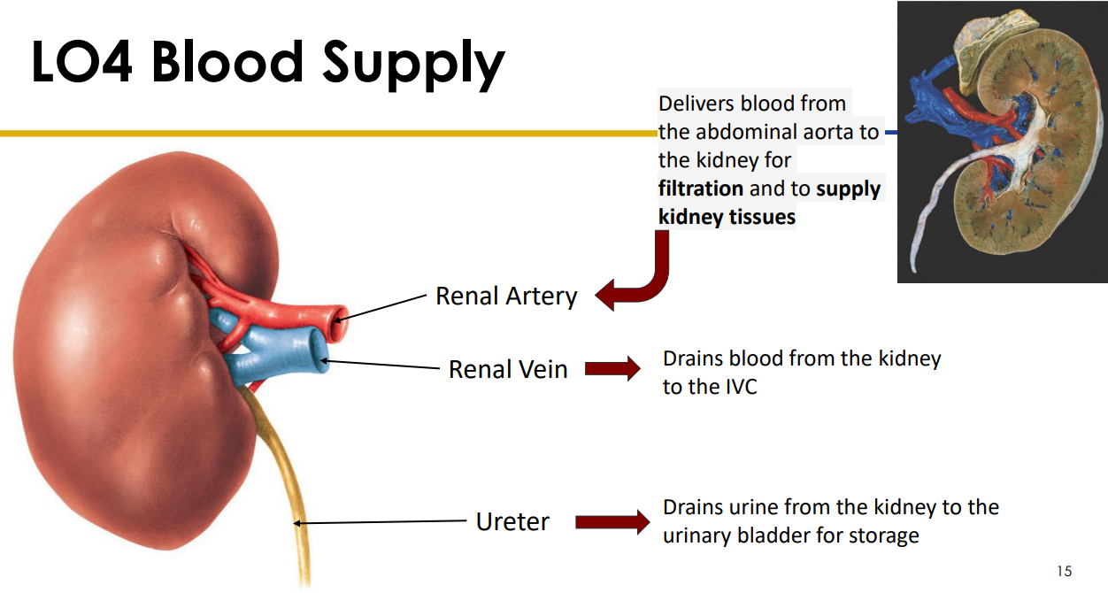 <p>- Renal Artery: Delivers blood from the abdominal aorta to the kidney for filtration and to supply kidney tissues</p><p>- Renal Vein: drains blood from the kidney to the Inferior vena cava</p><p>- Ureter: drains urine from the kidney to the urinary bladder for storage</p>