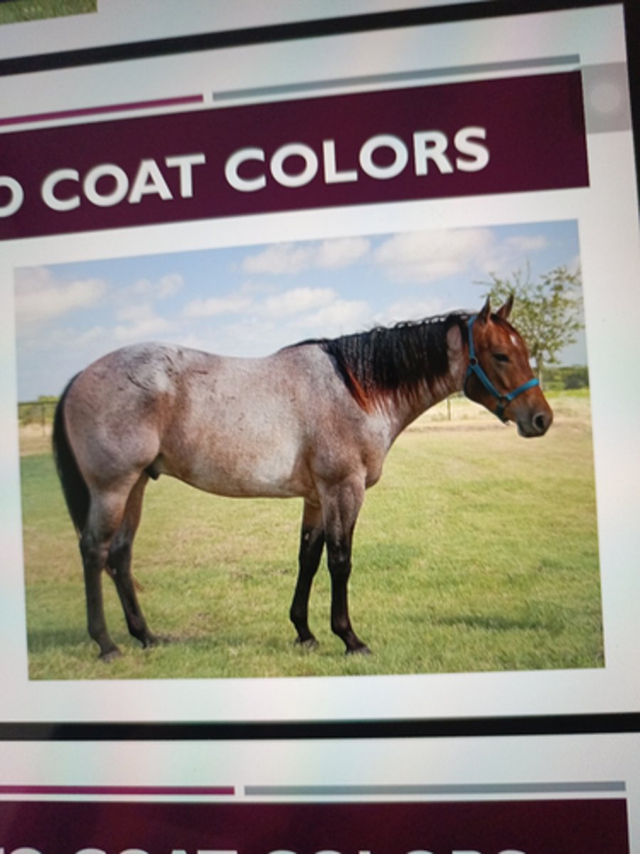 <p>any horse whose</p><p>coat carries white hairs</p><p>intermingled with one or</p><p>more base colors</p><p>¡ Genetics:simple dominant</p><p>"Rn" allele - dominantly</p><p>inherited cannot skip</p><p>generations</p>
