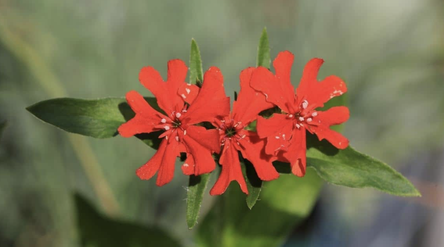 Flower 170