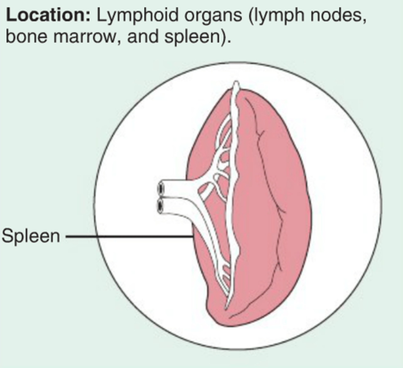 <p>lymphoid organs (lymph nodes, bone marrow, and spleen)</p>