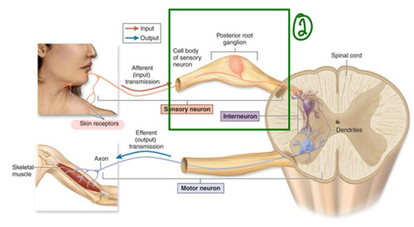<p>what is step 2 of 6 in a basic spinal cord circuit?</p>