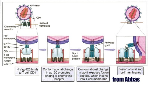 - the membrane envelope has glycoproteins that bind to the surface of white blood cells
- transcribes its RNA into DNA with reverse transcriptase, and inserts it into the cell
- the new DNA (provirus) becomes a permanent part of the chromosome
- the DNA codes for the production of new RNA and viral protein
- these proteins are assembled into a new virus which leaves the white blood cell