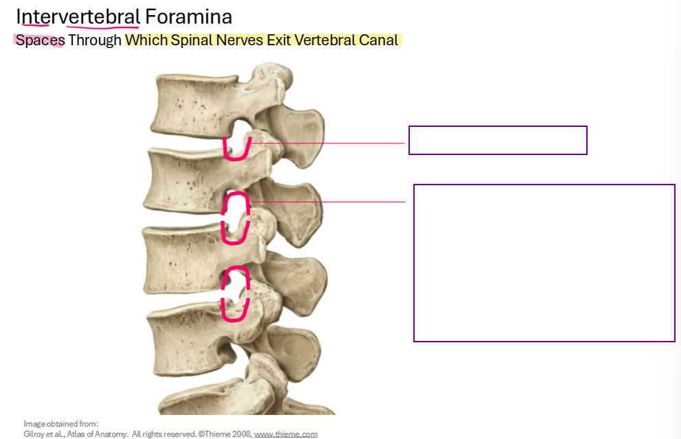 <p>Describe the Intervertebral Foramen</p>