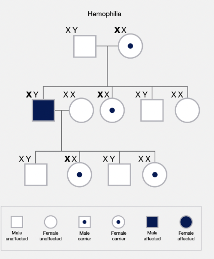 <p>A gene located on one of the two sex chromosomes</p>