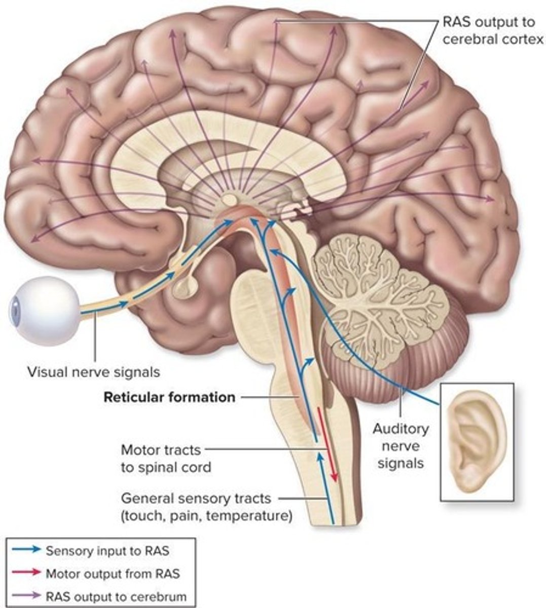 <p>It regulates muscle tone and autonomic functions, and processes sensory information for alertness.</p>