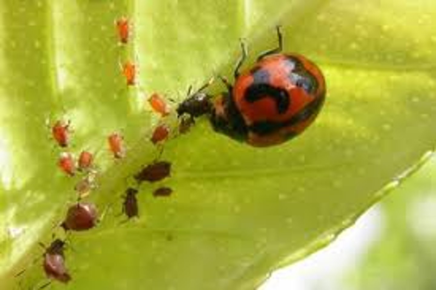 <p>Using natural predators or organisms to reduce pest populations.</p>