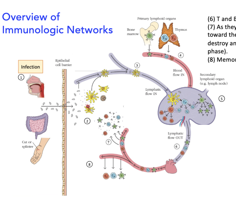 <p><strong>overview of immunologic networks</strong></p><ol start="6"><li><p>T and B cells migrate out of the lymph node</p></li><li><p>as they identify areas of infection, they migrate toward the infection, where they can help and destroy any remaining pathogen (the ____ phase)</p></li><li><p>_____ are generated</p></li></ol><p></p>