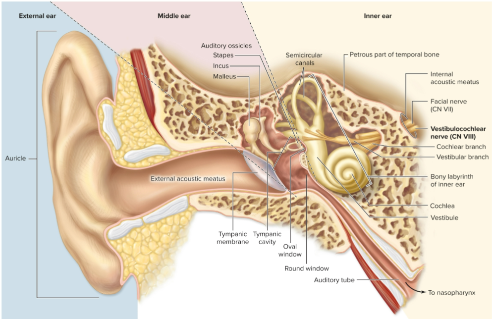 <p>What is the auricle?</p>