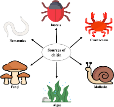 <p>Type of carbohydrate that forms the outer skeleton of all arthropods that include crustaceans and insects; it also forms fungi cell walls</p>