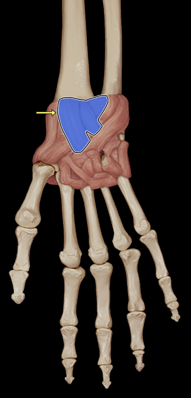 <p>Palmar radiocarpal ligament</p>