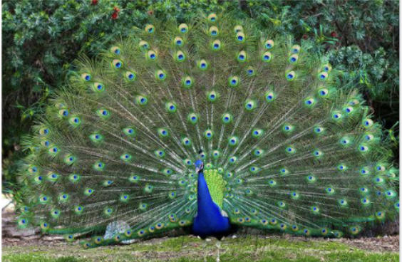 <ul><li><p>Evolution is driven by mate choice or competition for mates</p></li><li><p>Sexual selection rapidly drives shifts in allele frequency by violating 2 HWE assumptions:</p><ul><li><p>Non-random mating</p></li><li><p>Impact on fitness</p></li></ul></li><li><p>Directly impacts the reproductive success, sometimes at expensive of viability</p></li></ul><p></p>
