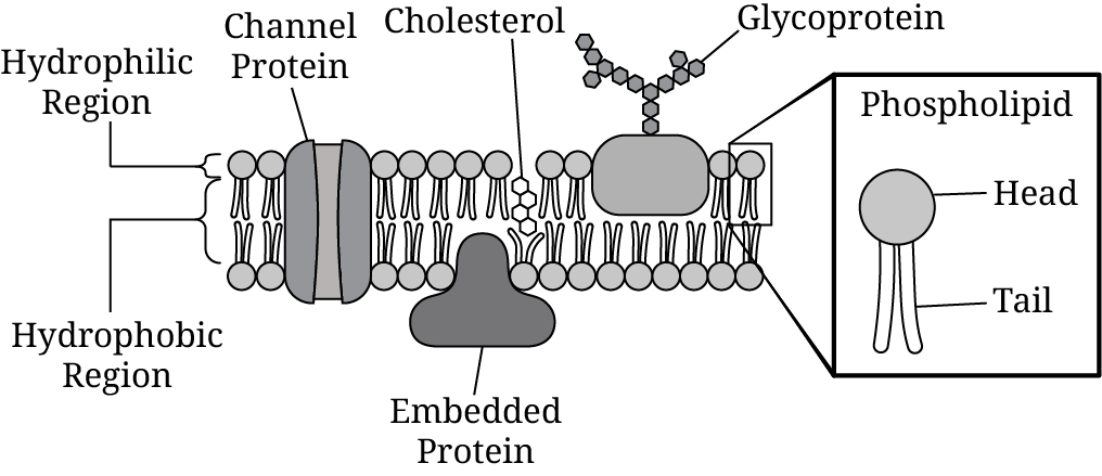 <p><span>Based on Figure 1, which of the following membrane components are most likely nonpolar?</span></p>