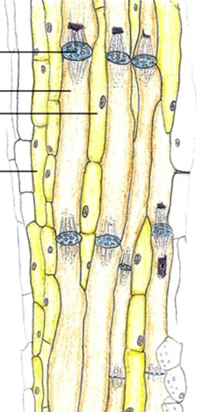 <p>dissolved foods, sugars, produce of photosynthesis</p>