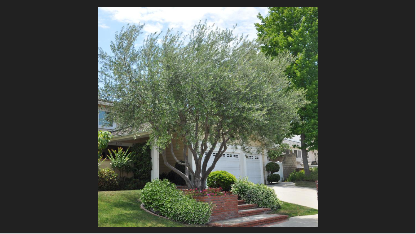 <p>Olea europaea</p><p>Olive</p>