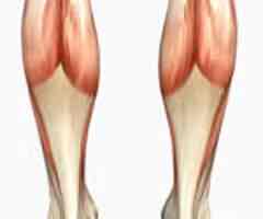 <p>Flexes knee; plantar flexes the foot</p>