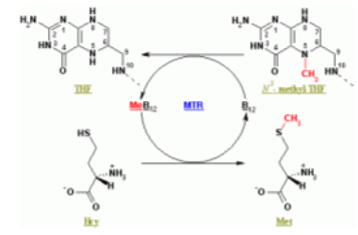 <p>Folāts šūnā veido tetrahidrofolātu (THF), tas ir metil (C1) nesējs.</p><p>Kobalamīns ir otrs kofaktors, kas iesaistīts metilēšanā - metilgrupas CH3 pievienošana.</p>