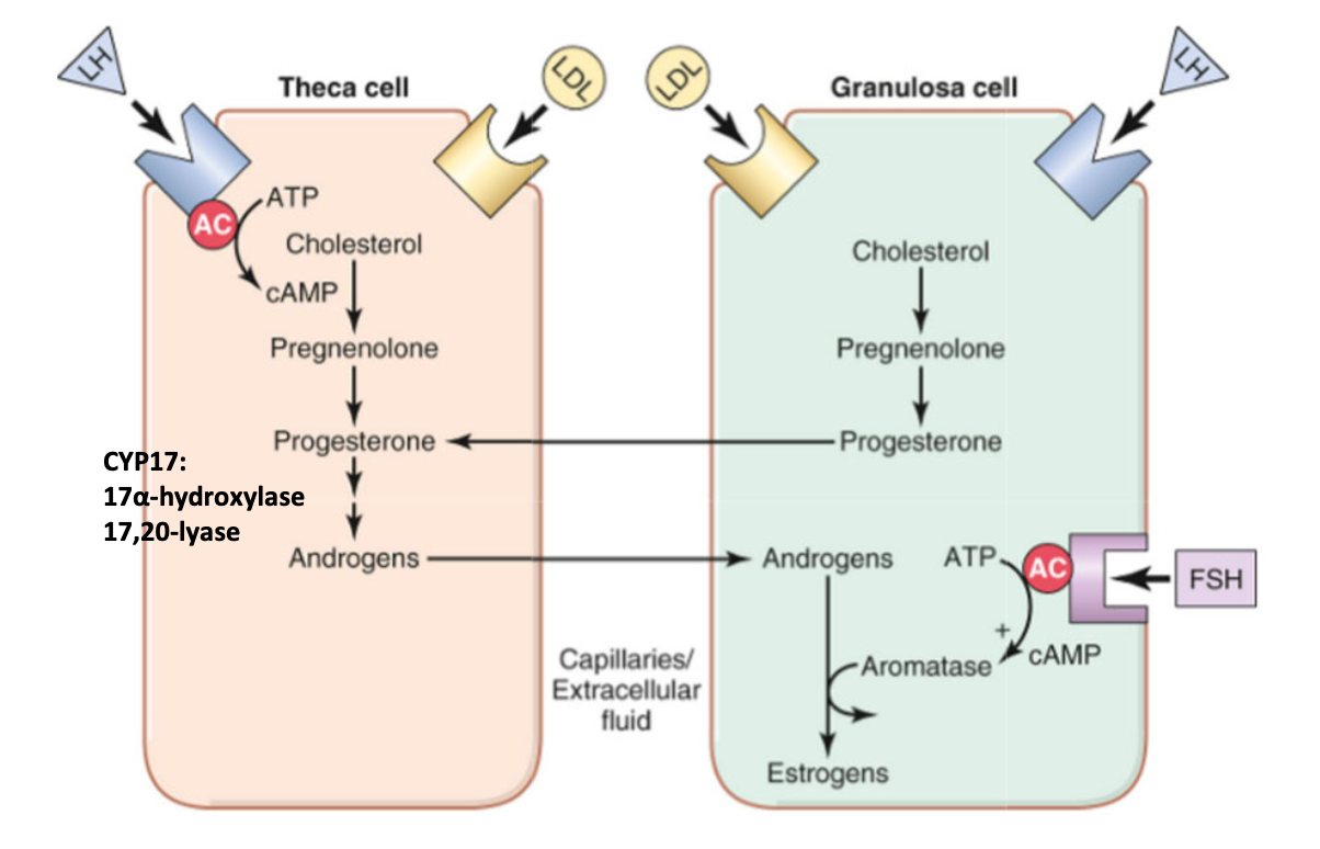<ul><li><p>LH acts on both theca and granulosa cells to produce progesterone</p><ul><li><p>theca cell → progesterone converted to androgens via 17⍺-hydroxylase and 17,20-lyase</p><ul><li><p>androgens diffuse from theca cell to granulosa cell</p></li></ul></li><li><p>granulosa cell → progesterone diffuses into theca cell</p></li></ul></li><li><p>FSH acts on granulosa cells to produce estrogen&nbsp;</p><ul><li><p>aromatase → converts androgens to estrogens</p></li><li><p>produce inhibin and activin</p></li></ul></li></ul><p></p>