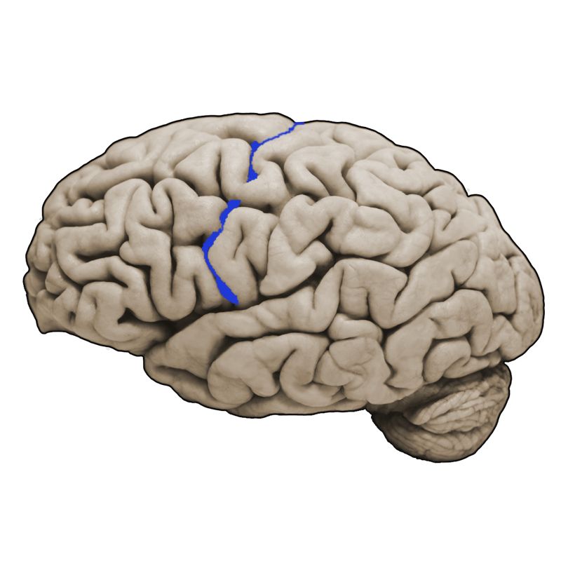<p>What structure is this and what is the function?</p>