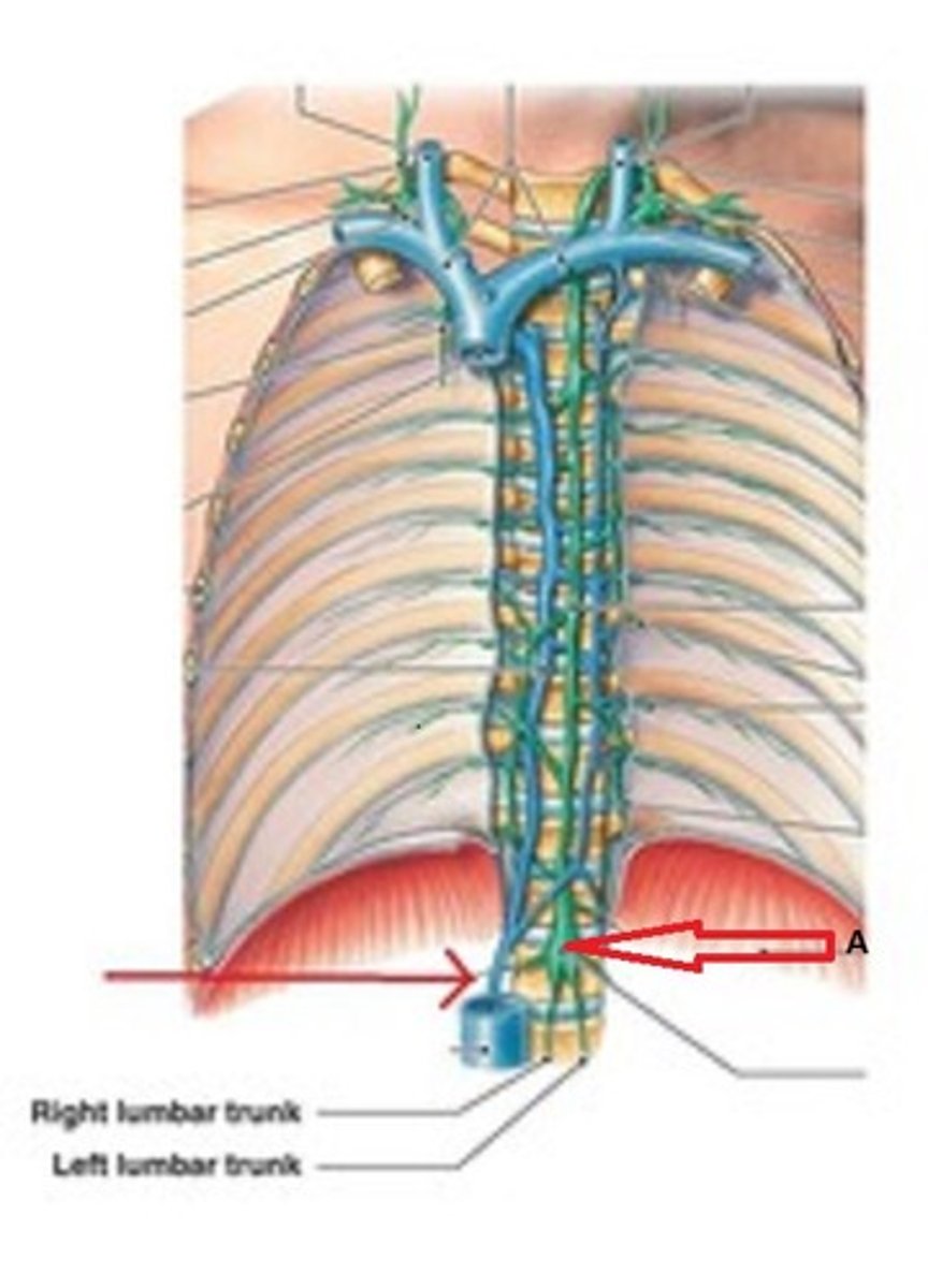 <p>a saclike structure that receives lymphatic fluid before it enters the thoracic duct</p>