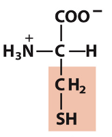 <p>Which amino acid is this?</p>