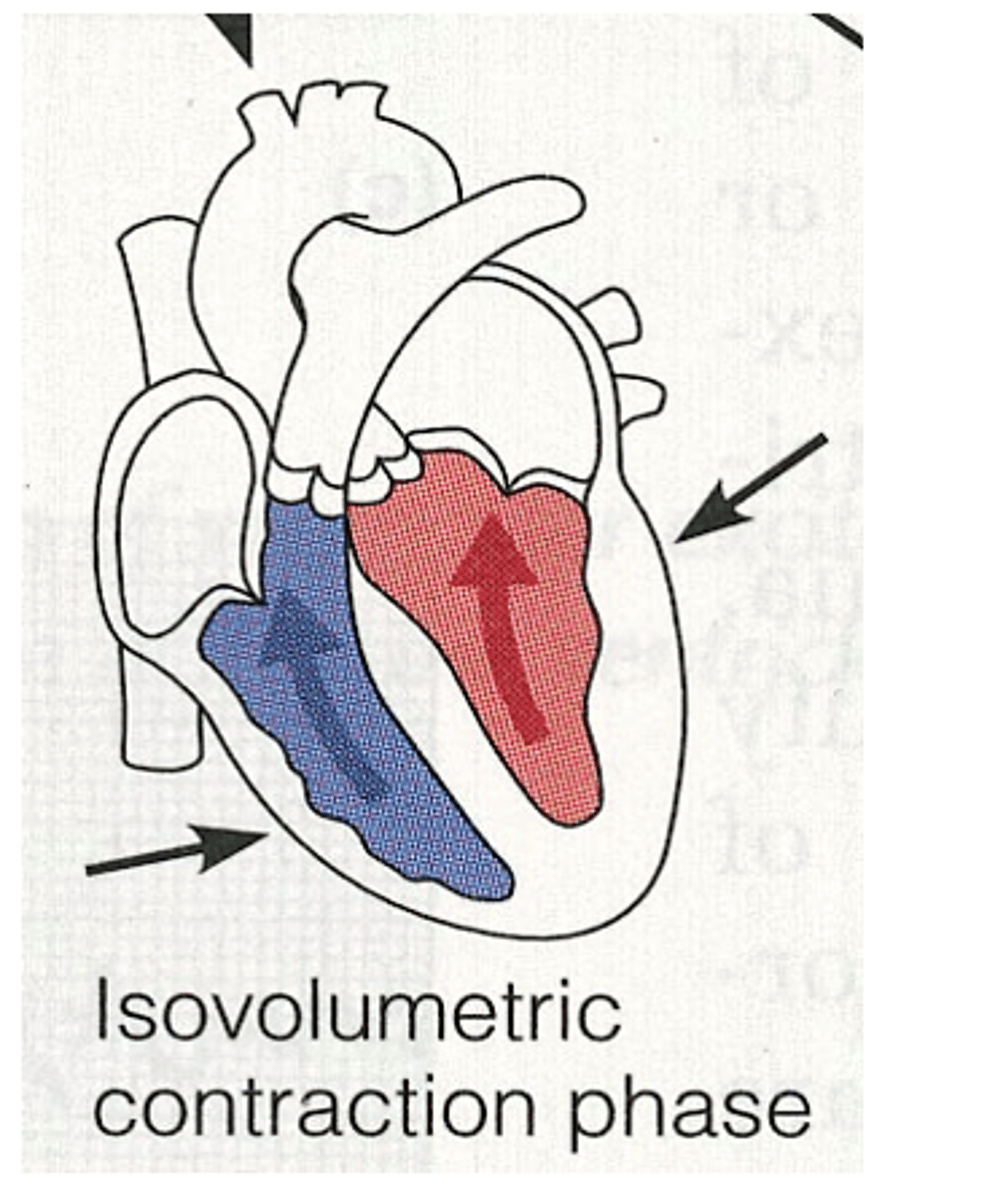 <p>During systole when does isometric contraction occur? </p>