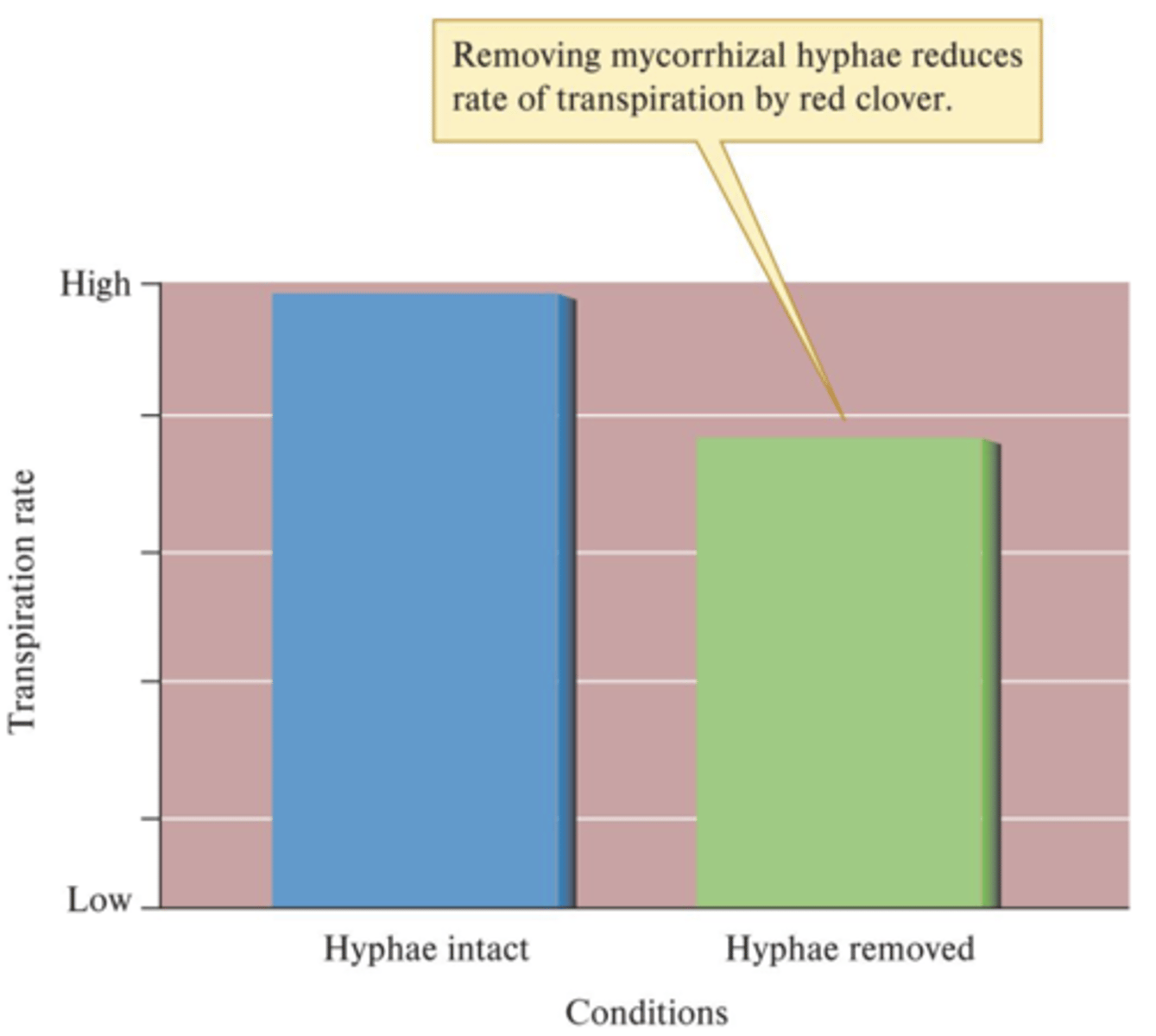 <p>- Provide extra area for water absorption</p><p>- May be indirect effect; fungus may provide greater access to phosphorus, leading to greater root growth and more efficient extraction and conduction of water</p>