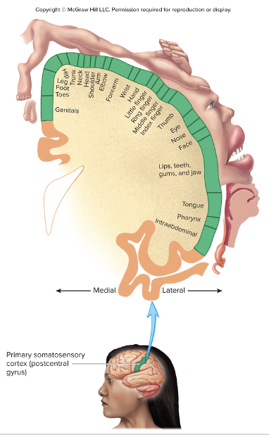 <p>Receives general sensory input (pain, pressure, temperature) form the thalamus</p><ul><li><p>located on <strong>the postcentral gyrus</strong> of the parietal lobes</p></li><li><p>spatially organized forming an upside-down half homunculus representing the opposite side of the body </p></li><li><p><strong>Projection </strong></p></li></ul><p></p>