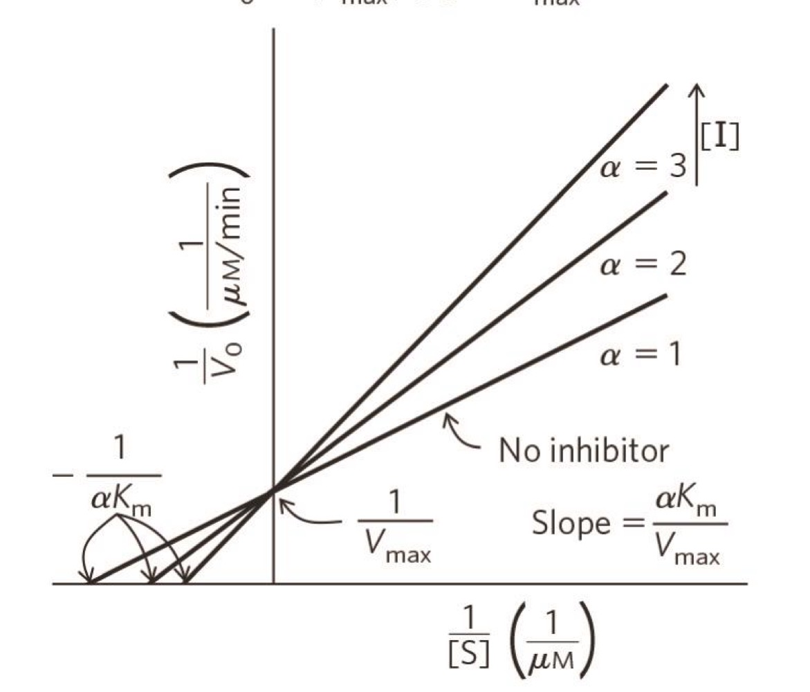 <p>what type of inhibition?</p>