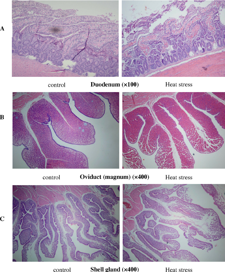 <p>Cilia (respiratory) - Sweeps out toxins/dirt out of trachea</p><p>Golgi-rich - To secrete mucous to help the digestive and respiratory system</p>