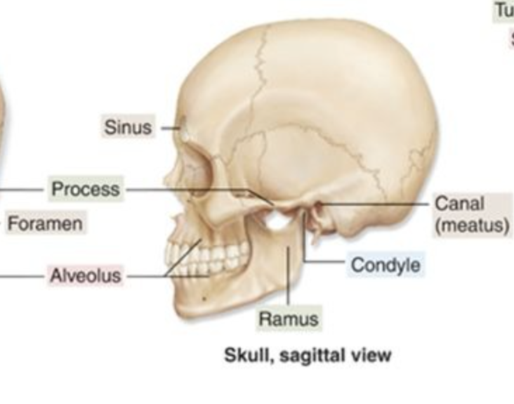 <p>a tube-like passageway through a bone</p>