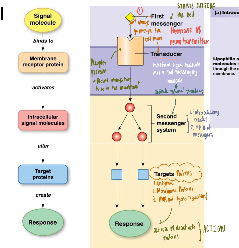 <ol><li><p><mark data-color="yellow" style="background-color: yellow; color: inherit">Signal Molecule/Ligand</mark> <strong>binds</strong> to membrane receptor protein</p><ul><li><p><mark data-color="yellow" style="background-color: yellow; color: inherit">signal molecule/ligand = first messenger (outside the cell)</mark></p></li></ul></li><li><p>Ligand &amp; receptor protein <strong>activate</strong> <mark data-color="red" style="background-color: red; color: inherit">intracellular (within the cell) signal molecules</mark></p></li><li><p><mark data-color="red" style="background-color: red; color: inherit">Intracellular signal molecules</mark> <strong>alter</strong> target proteins</p><ul><li><p><mark data-color="red" style="background-color: red; color: inherit">Intracellular signal molecules are the </mark><strong><mark data-color="red" style="background-color: red; color: inherit">second messenger system</mark></strong></p></li></ul></li><li><p>Target proteins <strong>create</strong> a response</p></li></ol><p></p>